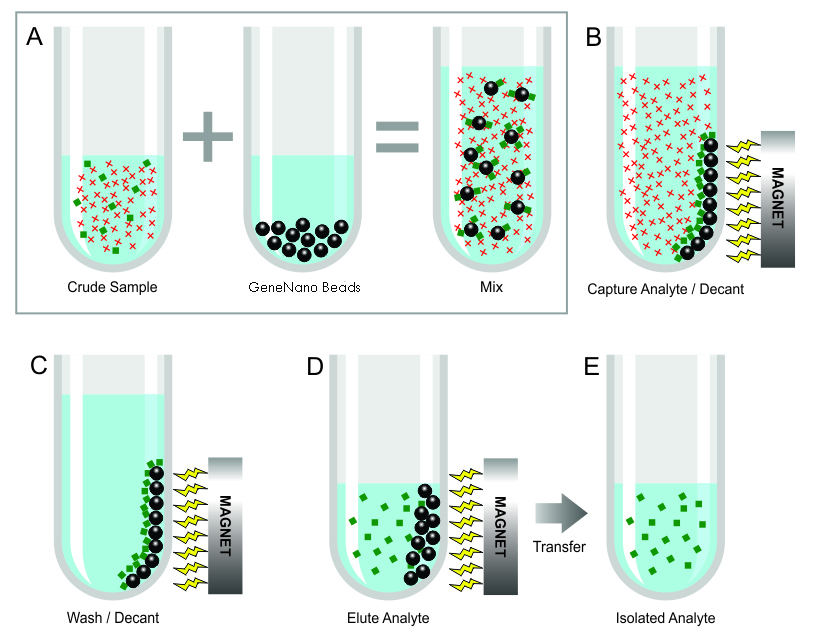 Magnetic Nanoparticles In Biomedical Application