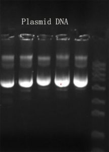 Plasmid DNA