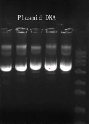 Plasmid DNA Extraction Kits GeneNano