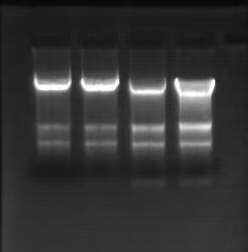 DNA/RNA from mice musle